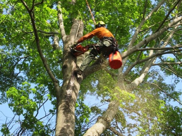 How to Become a Tree Service – Tree Climber