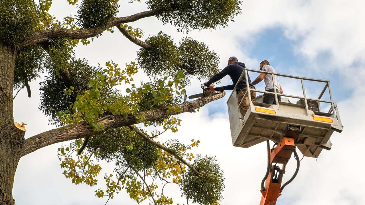 Choosing the Tree Services That You Need For Your Place
